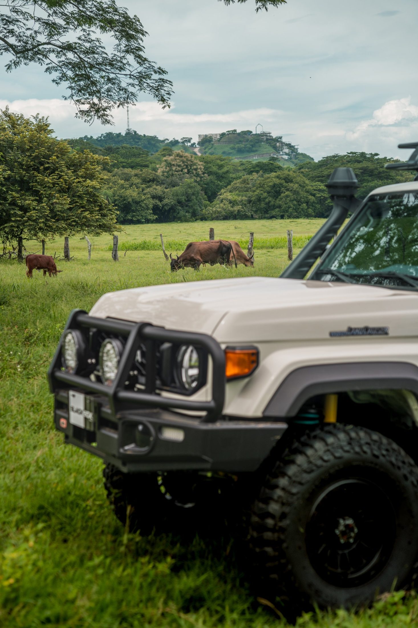 White Toyota Land Cruiser 70 with cattle grazing behind, photographed by Maxime Hugo